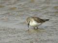 Bécasseau minute Calidris minutus