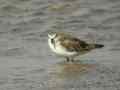 Bécasseau minute Calidris minutus