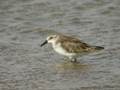 Bécasseau minute Calidris minutus