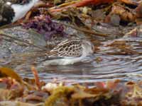 Bécasseau minute Calidris minuta