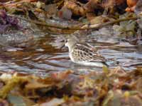 Bécasseau minute Calidris minuta