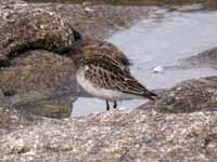 Bécasseau minute Calidris minuta