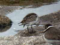 Bécasseau minute Calidris minuta