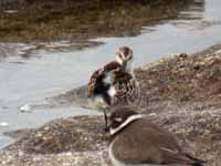 Bécasseau minute Calidris minuta