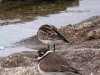 Bécasseau minute Calidris minuta