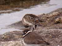 Bécasseau minute Calidris minuta