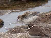 Bécasseau minute Calidris minuta