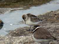 Bécasseau minute Calidris minuta