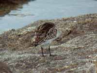 Bécasseau minute Calidris minuta