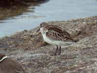 Bécasseau minute Calidris minuta