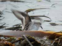 Bécasseau minute Calidris minuta