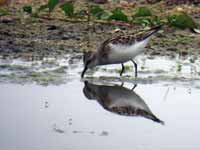 Bécasseau minute Calidris minutus