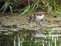 Bécasseau minute Calidris minutus