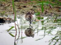 Bécasseau minute Calidris minutus