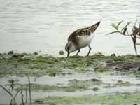 Bécasseau minute Calidris minutus