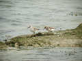 Bécasseau sanderling Calidris alba