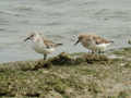 Bécasseau sanderling Calidris alba