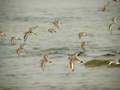 Bécasseau sanderling Calidris alba