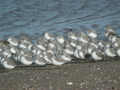 Bécasseau sanderling Calidris alba