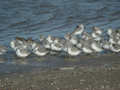 Bécasseau sanderling Calidris alba