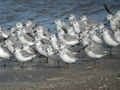 Bécasseau sanderling Calidris alba