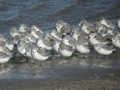 Bécasseau sanderling Calidris alba