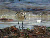 Bécasseau sanderling Calidris alba