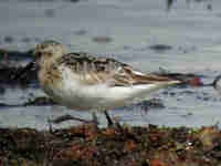 Bécasseau sanderling Calidris alba