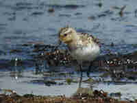 Bécasseau sanderling Calidris alba