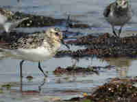 Bécasseau sanderling Calidris alba