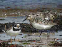 Bécasseau sanderling Calidris alba