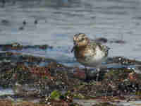 Bécasseau sanderling Calidris alba