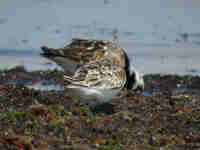 Bécasseau sanderling Calidris alba