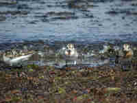 Bécasseau sanderling Calidris alba