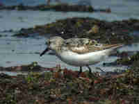 Bécasseau sanderling Calidris alba