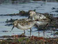 Bécasseau sanderling Calidris alba