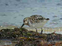 Bécasseau sanderling Calidris alba