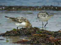 Bécasseau sanderling Calidris alba