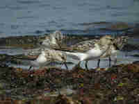 Bécasseau sanderling Calidris alba