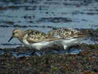 Bécasseau sanderling Calidris alba