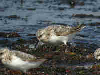 Bécasseau sanderling Calidris alba