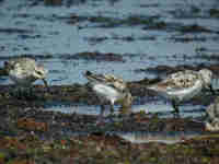 Bécasseau sanderling Calidris alba