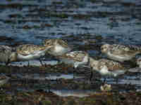 Bécasseau sanderling Calidris alba