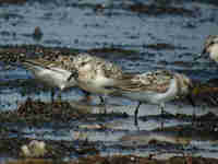 Bécasseau sanderling Calidris alba