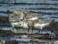 Bécasseau sanderling Calidris alba