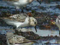 Bécasseau sanderling Calidris alba