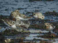 Bécasseau sanderling Calidris alba