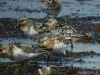 Bécasseau sanderling Calidris alba