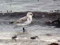 Bécasseau sanderling Calidris alba