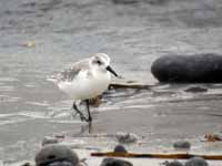 Bécasseau sanderling Calidris alba